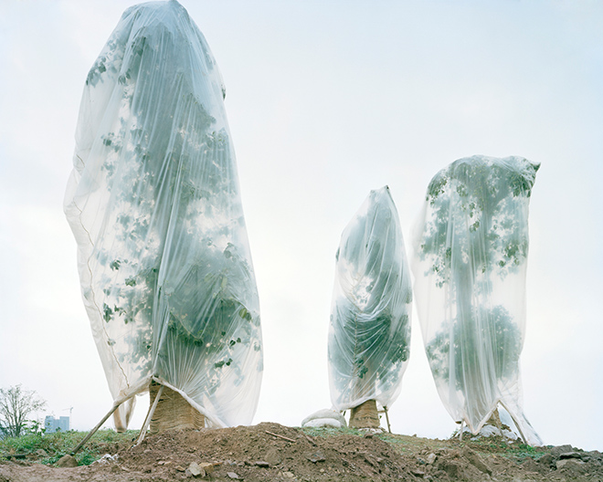 Yan Wang Preston (United Kingdom) - Forest #6, 2011, photographic print © Yan Wang Preston