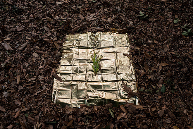 Arnaldo Sanna (Il sogno verde) - Sopravvivenza, Real Orto Botanico, Napoli, 2016/foto ©Daniele Alef Grillo