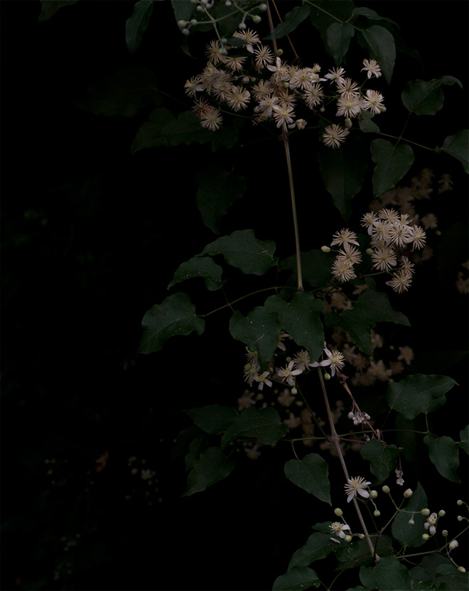 Public Gardens - Andrea Luporini, M.Grazia Cantoni e Daniela Spaletra