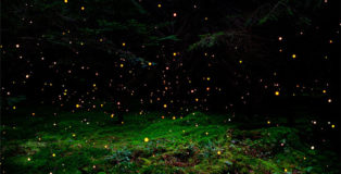 Ellie Davis - Nebulae