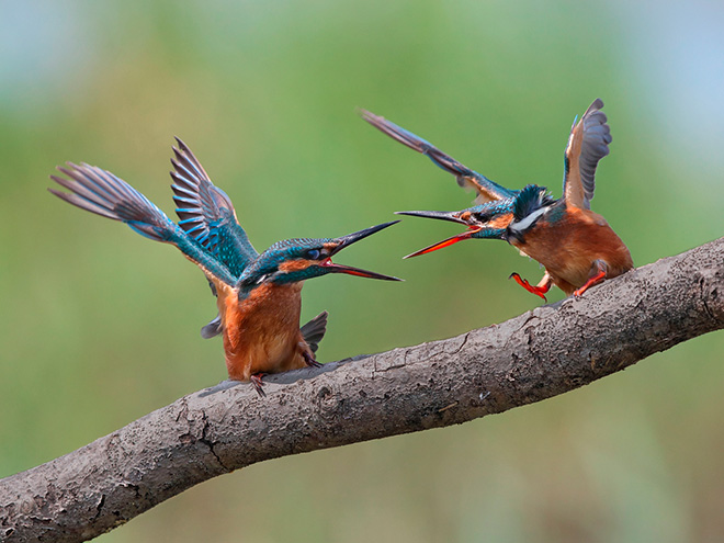 Flavio Bianchedi - Kingfisher vs Kingfisher