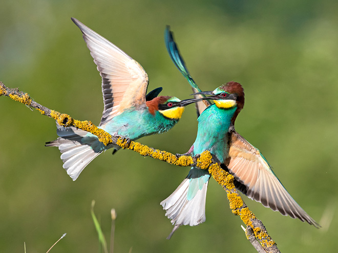 La FIAF al vertice della fotografia naturalistica mondiale