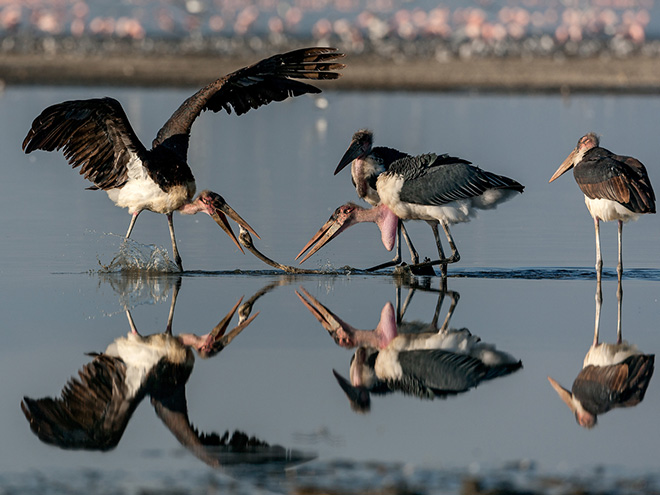 Pierluigi Rizzato - Marabou fighting