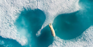 Florian Ledoux - Above The Polar Bear, Drone Awards Photographer of the Year 2018