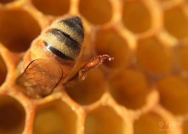 Flow Hive 2 - European honey bee in a natural honeycomb cell. ©Beeinventive Pty.Ltd.