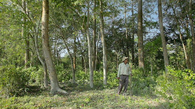 Forest Man - Un sogno green che non si ferma, il documentario su Jadav Molai Payeng