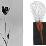 PRIMULE – Fotografie di Silvia Mazzella e Benedetta Boveri