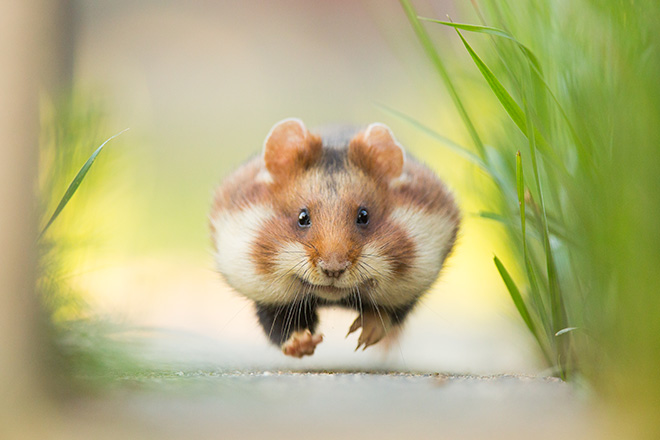 ©Christoph Kaula - Run!, Eyes Wide Open, Siena International Photo Awards 2018