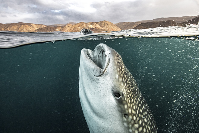 ©David Robinson - Shark and Mountains, Eyes Wide Open, Siena International Photo Awards 2018