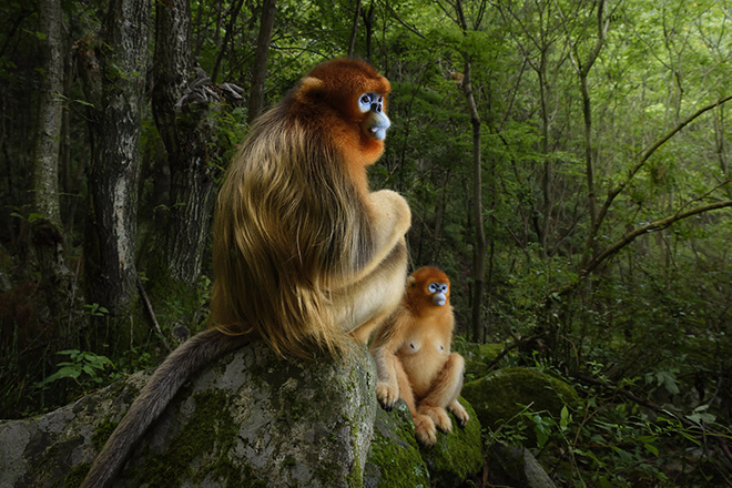 Shaanxi, China. Marsel Van Oosten, Netherlands. Highly Commended, Natural World, Travel Photographer of the Year 2018. (Endangered gold: The Qinling golden snub- nosed monkey is listed as Endangered by the IUCN as only some 3,800 individuals still exist. Most people have never seen these creatures). (Photo: Marsel Van Oosten/www.tpoty.com)