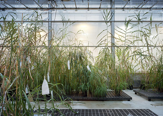 Thomas Struth - Sorghum, Danforth Plant Science Center, St Louis, 2017 Inkjet print, 159,8 x 221,6 cm. © Thomas Struth