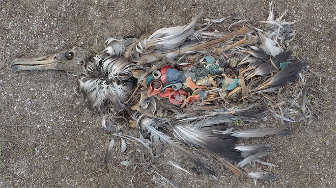 ALBATROSS – La Plastica che uccide