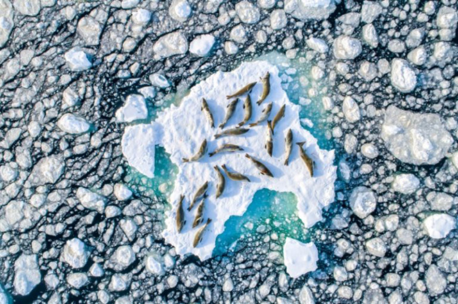 Florian Ledoux - Crabeater Seals on Ice, Winner Wildlife category, Drone Awards 2019