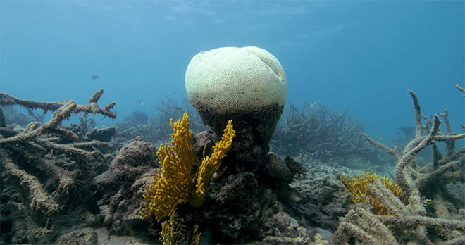 ANTROPOCENE - L’epoca umana. Film Still - Coral