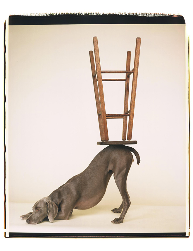 William Wegman - Upside Downward, 2006. Polaroid a colori. Proprietà dell’artista © William Wegman