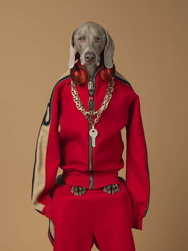 William Wegman - Quey, 2017. Polaroid a colori. Proprietà dell’artista © William Wegman