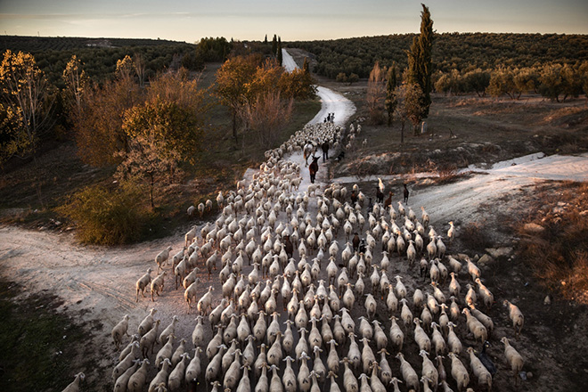 Susana Girón - Transhumance in Spain, Jaén (Spain), Travel and Adventures, Siena International Photo Awards 2019