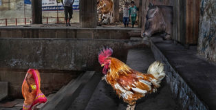 Enamul Kabir - Coexistence (STREETS Category), URBAN 2019 Photo Awards Winner Overall