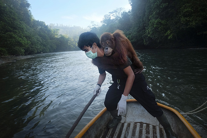 © Alain Schroeder, Belgium -  Saving Orangutans 72 , Particular Merit Mention, All About Photo Awards 2020