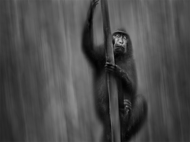 ©Thomas Vijayan - Wild Swing, AAP Magazine #12: B&W