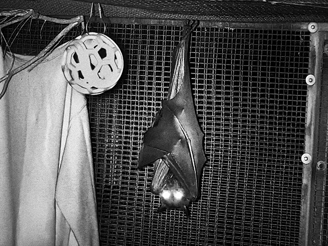 Alessandro Sala (Cesura), USA, Florida, Gainesville, April 5, 2020. Lubee Bat conservancy