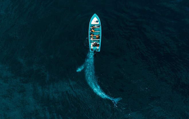 Joseph Cheiresn | Gray Whale Plays Pushing Tourists, Drone Photo Awards 2020 - Primo classificato Nature category