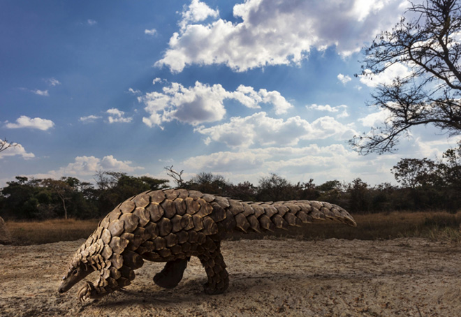 Brent Stirton - Pangolins in Crisis, 1 classificato Storyboard, Siena International Photo Awards 2020