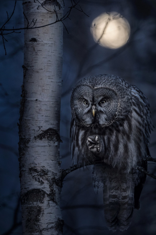 Jonas Classon - Night Hunter, 1 classificato Animals in their environment, Siena International Photo Awards 2020