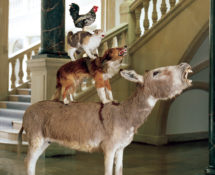 Maurizio Cattelan - Love Saves Life, 1995, Asino, cane, gatto, gallo in tassidermia, 190 x 120 x 60 cm. Veduta dell'installazione, Skulptur Projekte, Westfälisches Landesmuseum, Münster, 1997 Courtesy Archivio Maurizio Cattelan. Foto Roman Mensing.