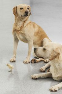Maurizio Cattelan - Untitled, 2007 (particolare). Cani labrador, pulcino in tassidermia. Dimensioni variabili. Veduta dell’istallazione, Kunsthaus Bregenz, 2008 Courtesy Archivio Maurizio Cattelan. Foto Zeno Zotti
