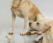 Maurizio Cattelan - Untitled, 2007 (particolare). Cani labrador, pulcino in tassidermia. Dimensioni variabili. Veduta dell’istallazione, Kunsthaus Bregenz, 2008 Courtesy Archivio Maurizio Cattelan. Foto Zeno Zotti