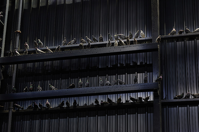 Maurizio Cattelan - Ghosts, 2021. Veduta dell’installazione, Pirelli HangarBicocca, Milano, 2021. Piccioni in tassidermia, Dimensioni ambientali. Courtesy l’artista e Pirelli HangarBicocca, Milano. Foto: Agostino Osio.