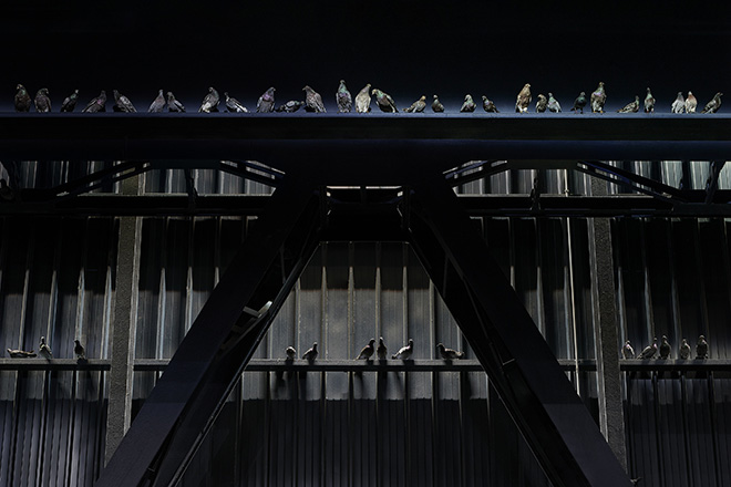 Maurizio Cattelan - Ghosts, 2021. Veduta dell’installazione, Pirelli HangarBicocca, Milano, 2021. Piccioni in tassidermia, Dimensioni ambientali. Courtesy l’artista e Pirelli HangarBicocca, Milano. Foto: Agostino Osio