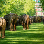 CoExistence – Arte pubblica per sostenere la convivenza tra uomo e fauna selvatica