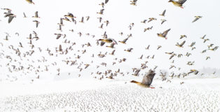 @Terje Kolaas | Drone Awards 2021 - Photographer of the Year. Title: Pink-Footed Geese Meeting the Winter, Levanger (Norway)