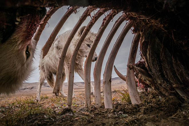 Ronan Donovan - Food for Weeks, Canadian Arctic, Siena International Photo Awards 2021