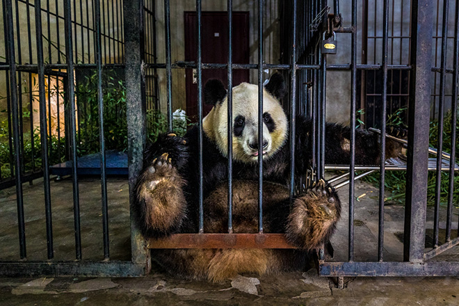 Marcus Westberg - Captive, Shaanxi Province (China), Siena International Photo Awards 2021