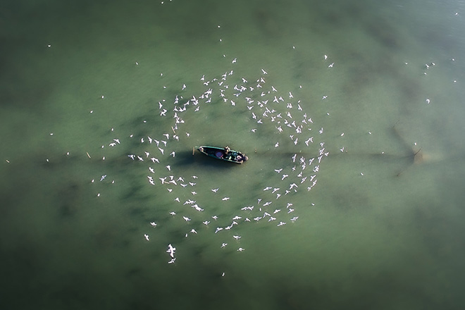 Stefano Stefanoni - La danza dei gabbiani, Lago Trasimeno, San Feliciano (PG)