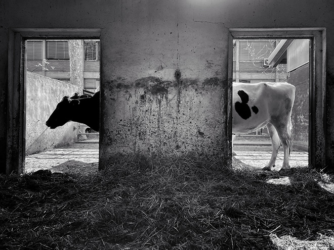 © Pier Luigi Dodi - IPPAWARDS, Italy. 1st Place – Animals, Cows | Shot on iPhone 11 Pro Max