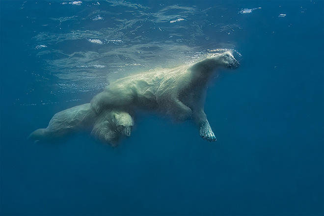 Amos Nachoum - Mother, Tender Love, Hudson Bay (Canada), Animals in their Environment, Siena International Photo Awards 2022