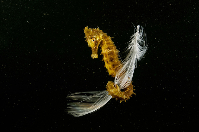 Francisco Javier Murcia Requena - I Go Flying, I Come Flying, Mar Menor (Spain), Underwater Life, Siena International Photo Awards 2022