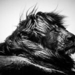 Laurent Baheux – AFRICA