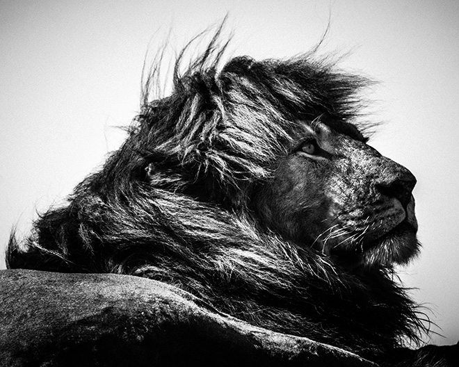 Laurent Baheux – AFRICA