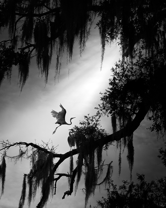 Fenqiang Liu - Secret Garden, 3rd place Winner, AAP Magazine #32: B&W