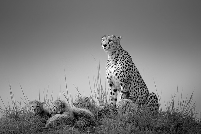 Johan Willems (Belgium) - Cheetah with cubs, Merit Award Gallery, AAP Magazine #32: B&W