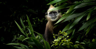 Thomas Vijayan (Canada) - Golden Headed Langur, 1st Place Winner, AAP Magazine 33 Nature / Courtesy of All About Photo