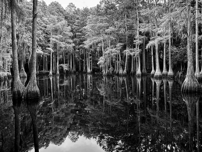 Pamela Jones-Morton (United States) - Majestic Bald Cypress Stand, Lake Bradford, Tallahassee, Florida, Shot on iPhone 11 Pro. Third Place - Nature,  iPhone Photography Awards 2023