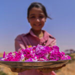 LA ROSA DI DAMASCO. Dalla Siria a Torino