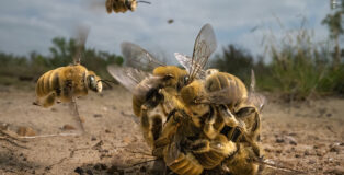 ©Karine Aigner - Il grande ronzio, WINNER Wildlife Photographer of the Year. Vincitore Comportamento: invertebrati