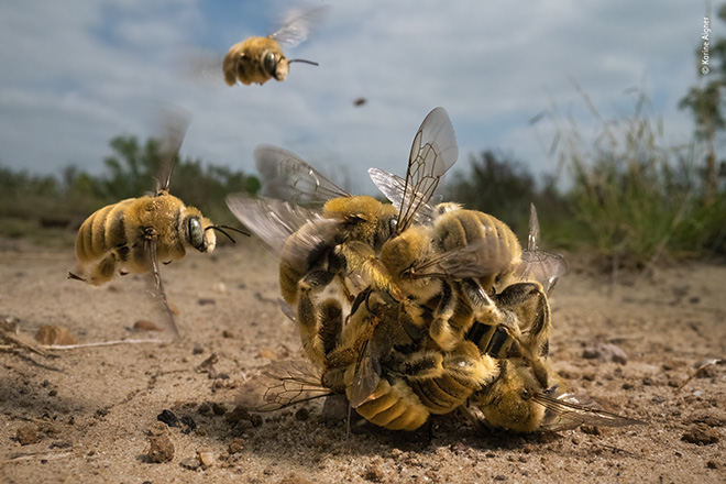 A Milano la 58° edizione del Wildlife Photographer of The Year